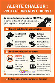 CANICULE